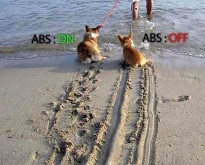 Corgi ABS