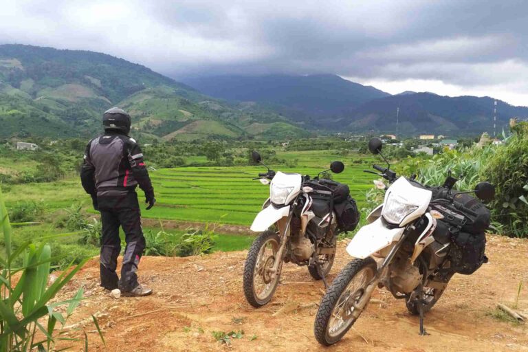 Rice Fields View